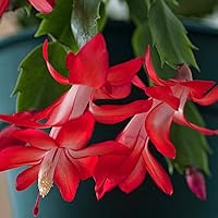 Vista 4 de Planta de cactus de Navidad roja exótica viva Planta decorativa de interior de 4 a 6 pulgadas de alto para el hogar y la oficina Plantas