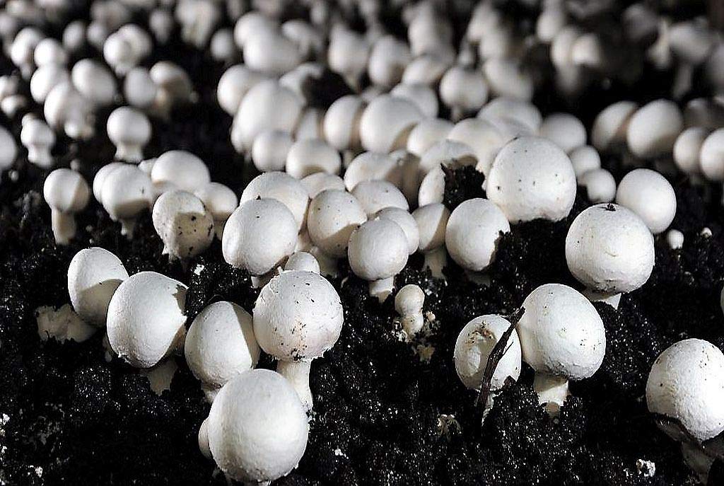 Buy Mushroom Growing Compost, Soil for Growing White, Button, Truffles, Brown, Beech and Enoki