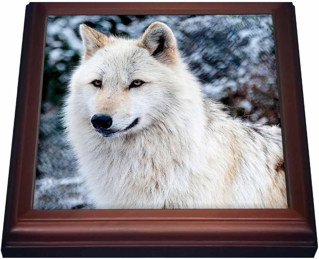 3dRose Rocky Mountain Gray Wolf Trivet with Ceramic Tile, 8 x 8", Brown