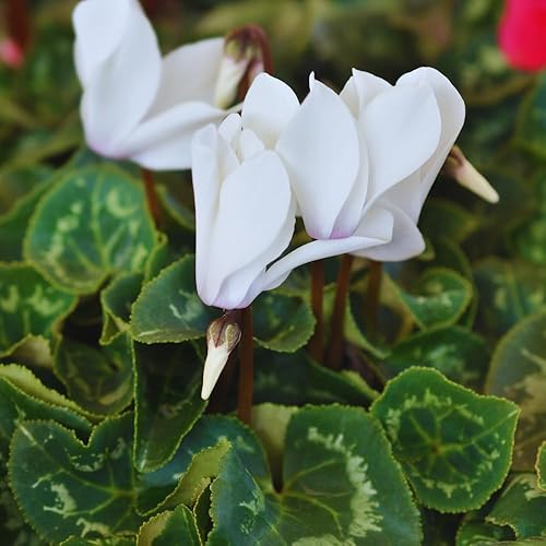 Miniatura 5 de White Cyclamen Plant Live, Planta de flor de ciclamen vivo, maceta de 4 inc