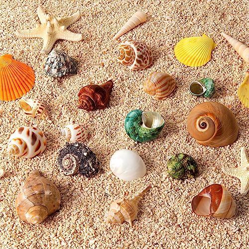 16PCS Hermit Crab Shells Medium Small | Sea Conch Size 1.1" - 2.4" | Medium Small Shells Set - Growth Turbo Seashells for Natural Hermit Crab Supplies, Conch Toy, Home Decor and Beach Decoration