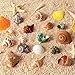 16PCS Hermit Crab Shells Medium Small | Sea Conch Size 1.1" - 2.4" | Medium Small Shells Set - Growth Turbo Seashells for Natural Hermit Crab Supplies, Conch Toy, Home Decor and Beach Decoration
