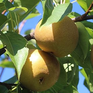 梨の苗木 品種：幸水【品種で選べる果樹苗木 2年生 接木苗 15cmポット 平均樹高:60cm/1個】(ポット植えなのでほぼ年中植付け可能)豊水・親水と並ぶ「梨の三水」の一つで、国内生産量が1番多い品種！ 酸味が少なく甘く、食感がシャキシャキし...