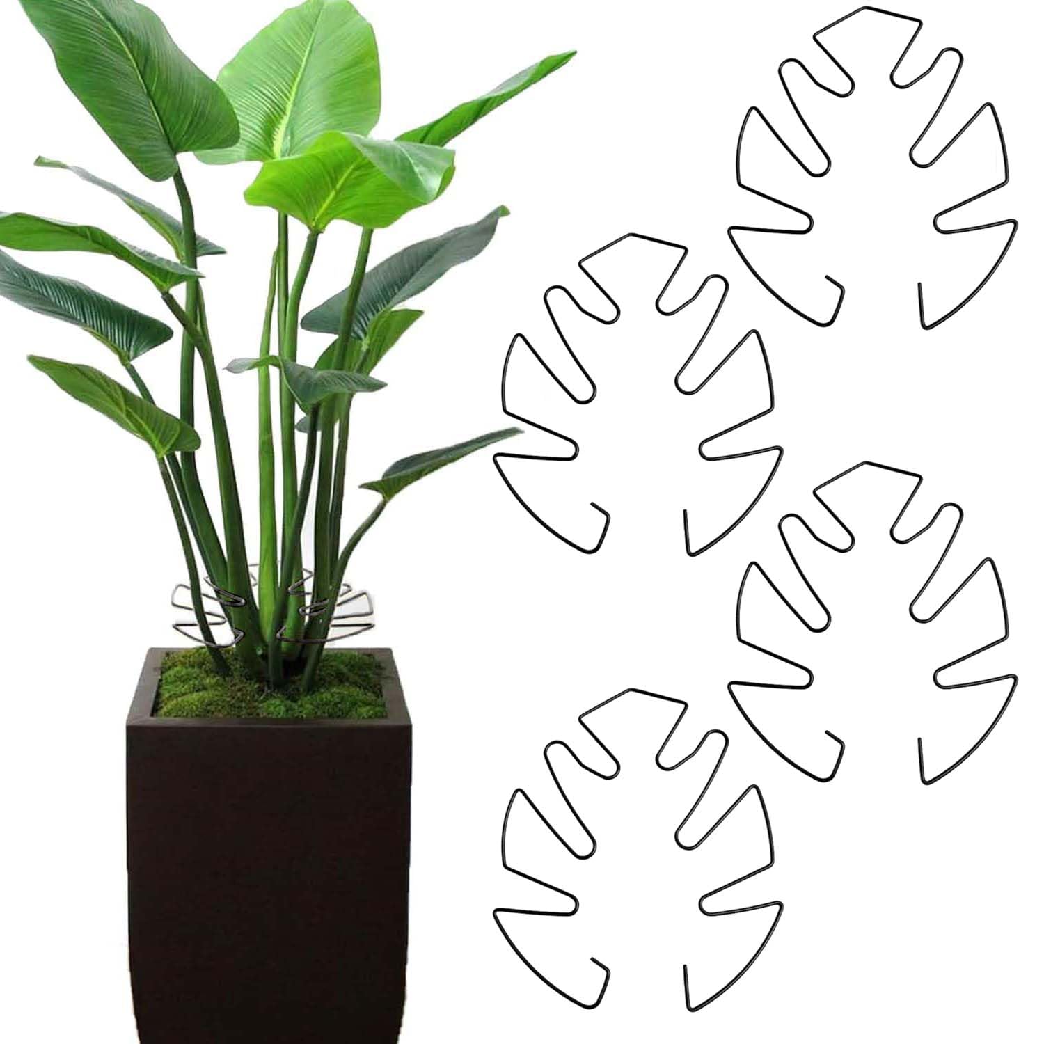 Pflanzensttze 4er Set Fr Monstera Rankhilfe, Mit Einzigartigem  Blattdesign Fr Zimmerpflanzen, Rankhilfe Monstera, Pflanzen Sttze,  Vielfltige Stngelsttze, Dekorative Untersttzung (Schwarz) : Amazon.de:  Garten
