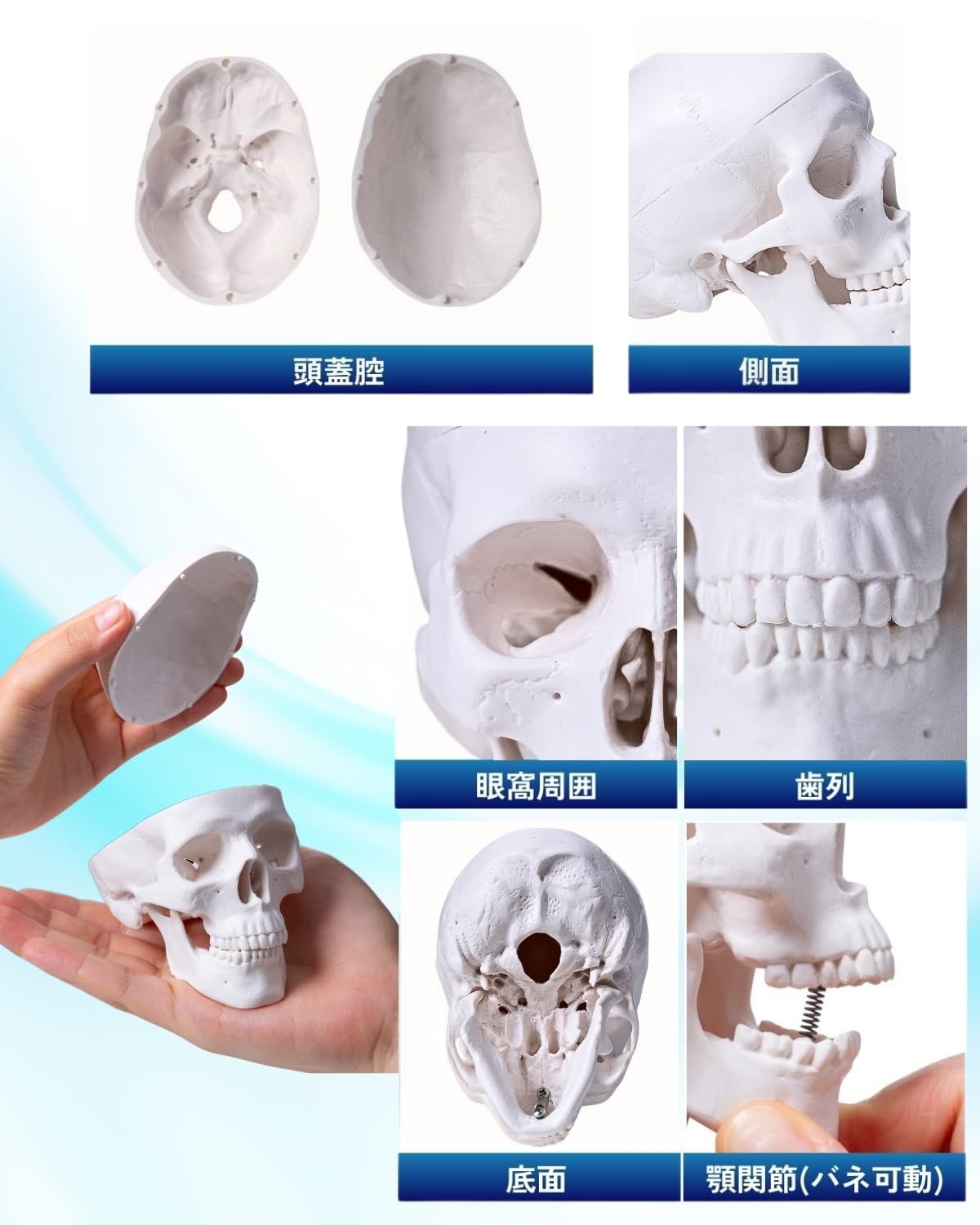 【新品】　頭蓋骨　模型　15分割可　可動　手のひらサイズ Amazon.co.jp: KIYOMARU 手のひらサイズのミニ頭蓋骨模型 人体模型