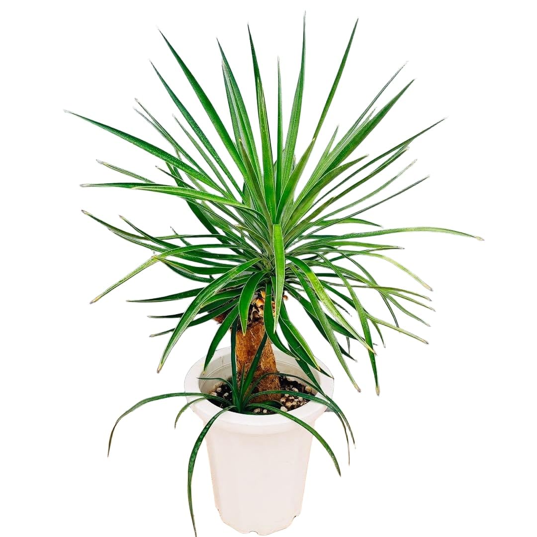 ［現品］【希少】ユッカ　アロイフォリア　8号　観葉植物　室内　レア　千寿蘭 Amazon｜［現品］【希少】ユッカ アロイフォリア 8号 観葉植物 室内