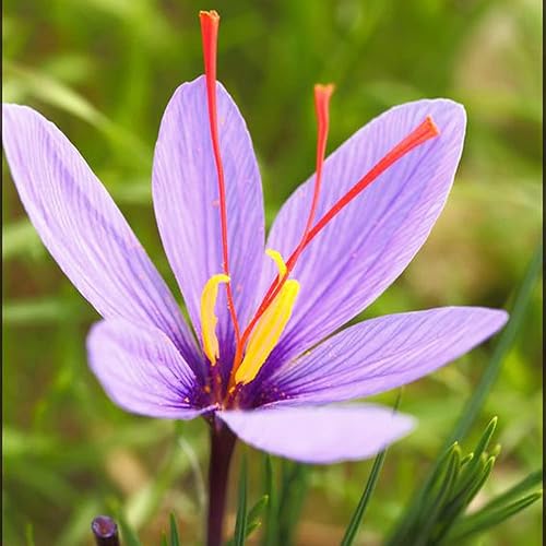 Miniatura 3 de QAUZUY GARDEN 100 semillas de azafrán semillas de plantas de azafrán azafrán azafrán damas semillas de colchicum hermosa flor silvestre fácil de
