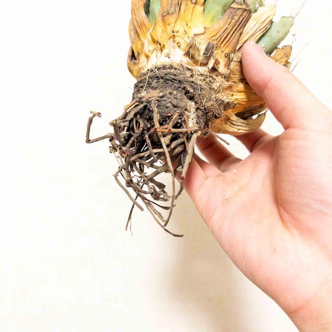 69 ユタエンシス エボリスピナ 現地株 ベアルート 陽炎 アガベ