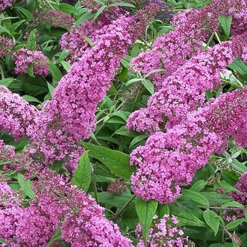 ブッドレア：シュガープラム6号ポット[6～10月開花 樹高200～300cm ラズベリーピンクの大きい花房]のサムネイル