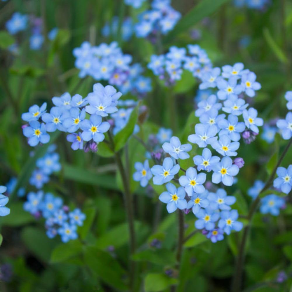 Myosotis Scorpioides (Marginal Aquatic) - Water Forget-Me-Not, Sky-Blue Flowers with Golden Eyes, Hardy Perennial for Damp Wildlife Areas and Water Margins 1X or 3X 9cm Pot by Thompson and Morgan