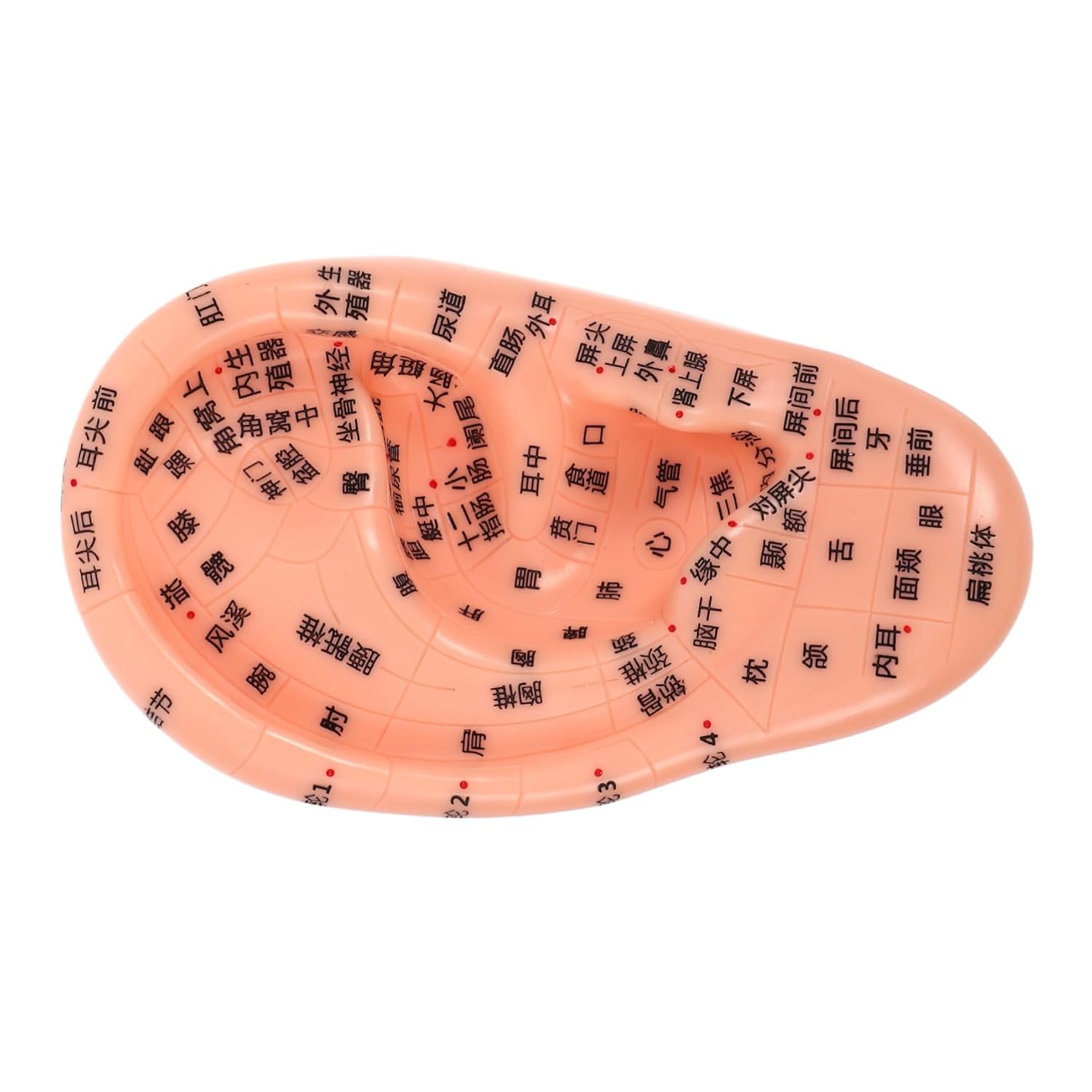 Human Ear Acupuncture Model for Traditional Chinese Medicine Ear Massage Model for Acupoint Learning Self-massage Tool for Health
