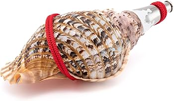 Amazon.co.jp: 伊勢 - 宮忠 - 法螺貝 ほら貝 楽器 笛 歌口付き 真言宗