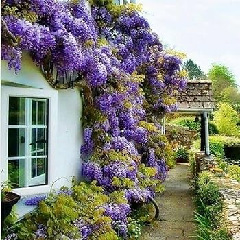 Amazon.com : 5 Blue Flowering Chinese Wisteria Vines - 6-12