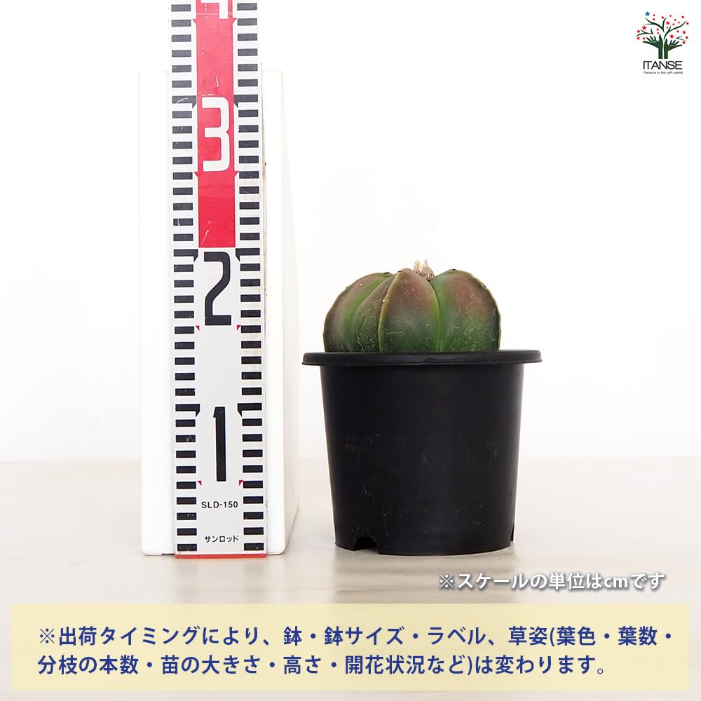 Amazon｜サボテン アストロフィツム ヘキラン 碧瑠璃鸞鳳玉(へきるり