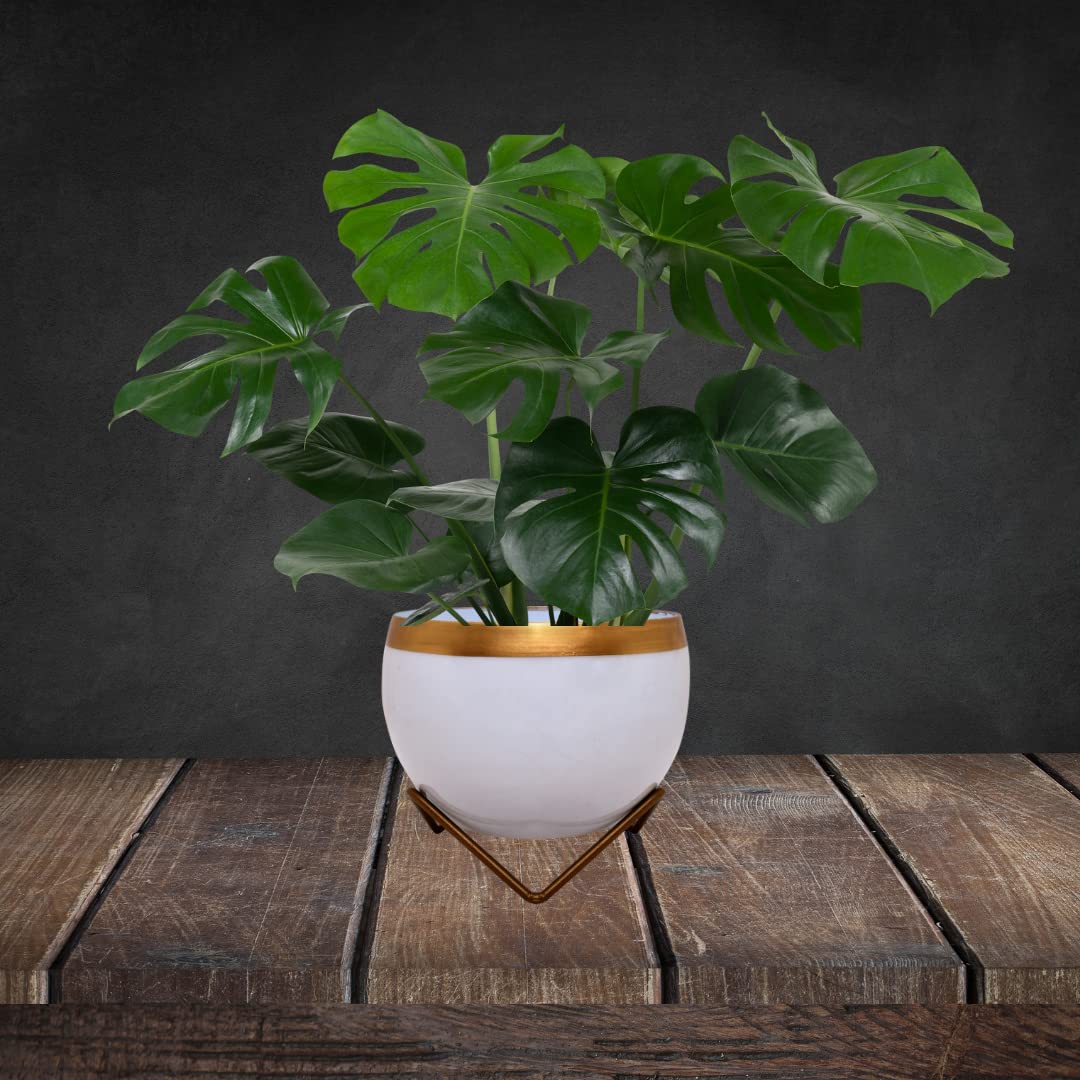 DRIOSE Garden Designer Flower Plant Stand || Home Décor Indoor & Outdoor Planter Pots || Metal Plant Pots for Living Room, Balcony and Garden || Designer Printed Iron Pot with Stand - White Gold (B0BPF52RH5) Amazon Price History, Amazon Price Tracker
