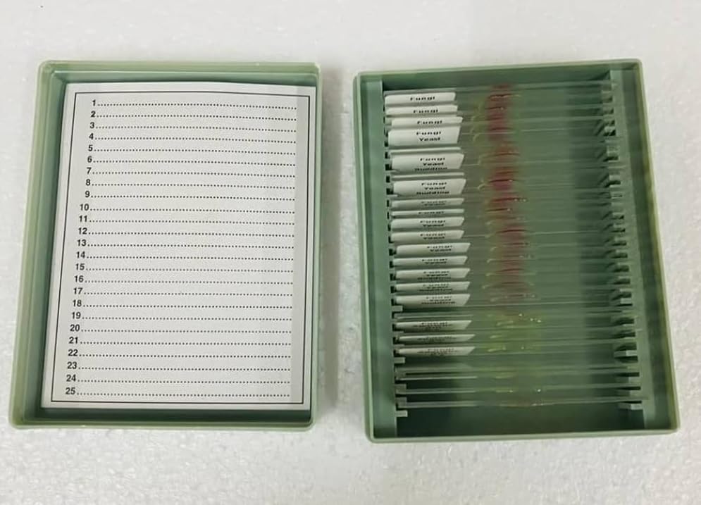 Epithelium Types Microscope Slide Set-image-5