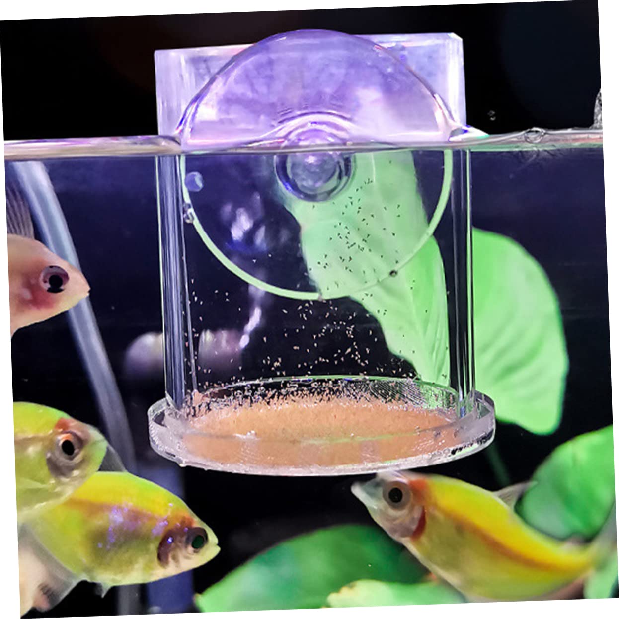 Happyyami 5stücke Acryl Fischfütterer Mit Saugnapf Futterring Für Aquarien Für Garnelen Und Kleine Tropische Fische Langlebig Und Leicht Zu Reinigen Für Süß Und Salzwasser Geeignet