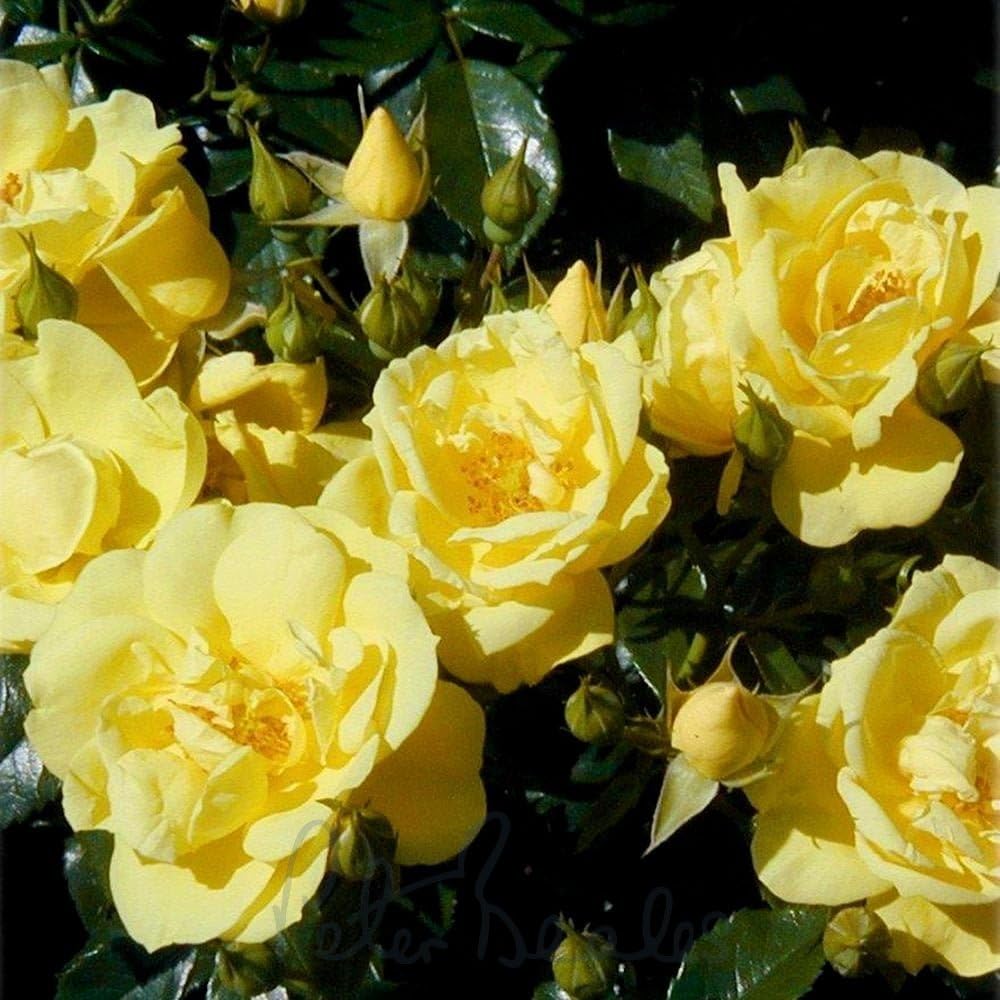 Peter Beales Roses UK Gold Flower Carpet Rose, 60cm x 80cm, Yellow Semi-Double Blooms, Disease Resistant