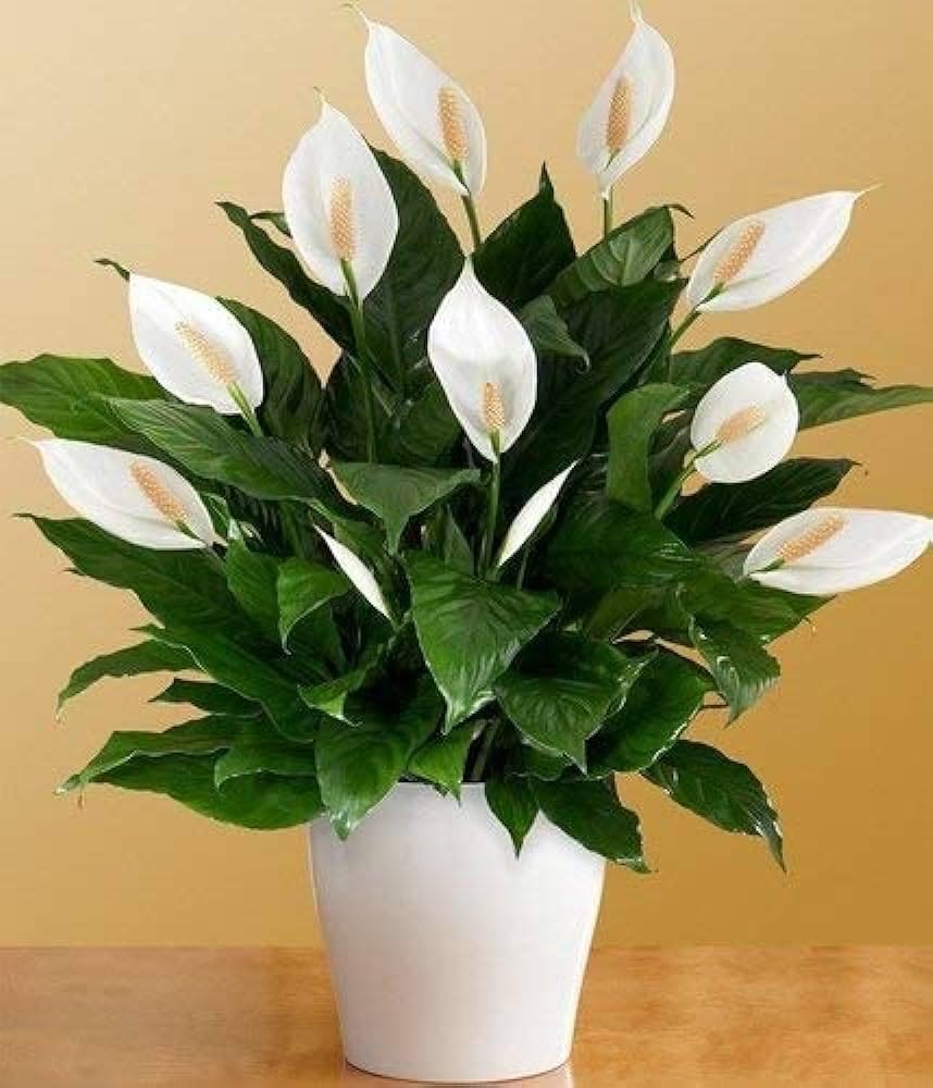 Original Live Peace Lily or Spathiphyllum Plant Air purifier Good luck plant (Pack of 1 With 3 inch plastic Pot)