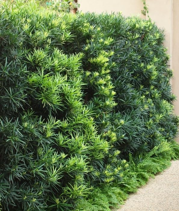Podocarpus Japanese Yew 3 Large Gallon Plants