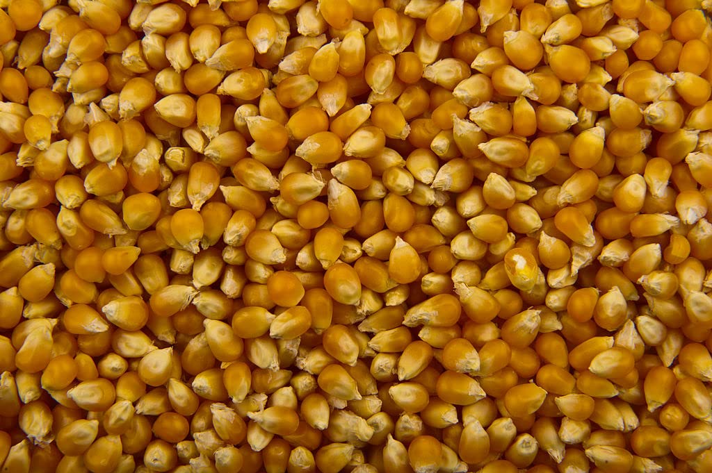 POP Corn-image-2