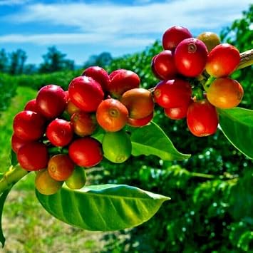 10 Seeds Coffea Arabica | Coffee Bean Indoor House Plant Tree Seeds Rare