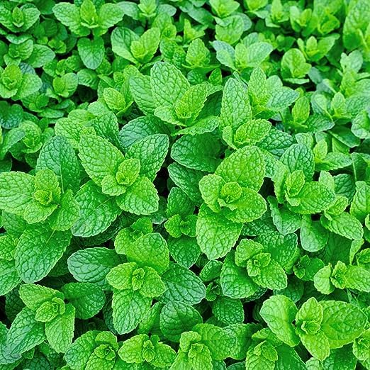 JD AGRO Green Fresh Pudina Mint Herb Plant Seeds Organic F1 Hybrid Seeds Best for Home Gardening and Planting (Pack of 25 Seeds) (B0CCXZWSJN) Amazon Price History, Amazon Price Tracker