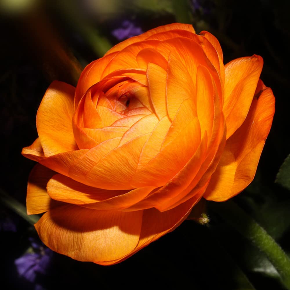 Ranunkeln Zwiebeln Winterhart - 5 Stück Butterblumen Knollen, Mehrjährige Blumen Für Garten & Beet