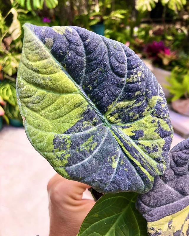 SVG® Alocasia flower bulbs | Mixed green Flowering Plants Bulbs for Planters Pack of 2 bulbs (B0CR1388PG) Amazon Price History, Amazon Price Tracker