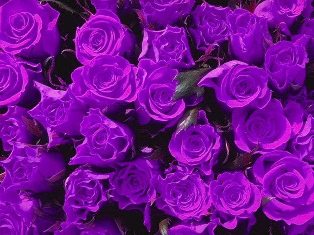 Dark Purple Rose Bush! 10 (YUN) ct! Patio, Lawn & Garden