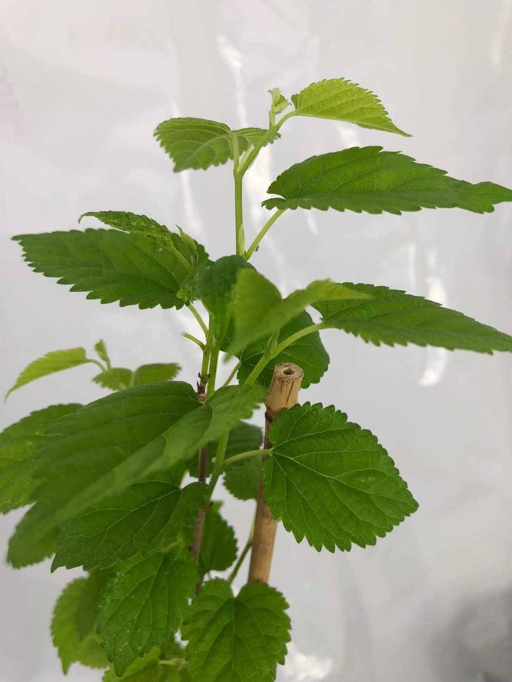 WoFLoo Dwarf Mulberry Tree Everbearing Morus Nigra Fruit Live Plant (1 Plant) (B0B2PXQ5Y3) Amazon Price History, Amazon Price Tracker