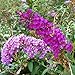 Ncient 20 Semillas de Buddleia Arbusto de Mariposas Butterfly Bush Semillas Flores...