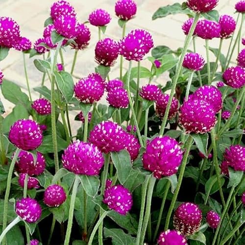 センニチコウ（千日紅）：ネオンローズ3-3.5号ポット 3株セット[真夏も色あせないローズピンクの花]のサムネイル