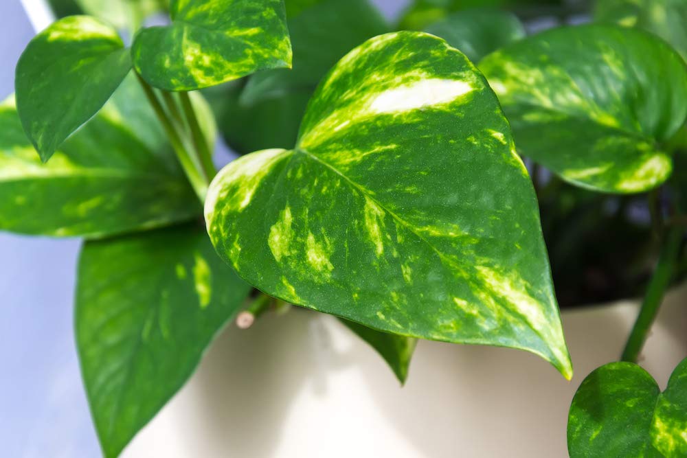 Bloomique - Juego de 2 - Scindapsus Aureum - Hiedra - Planta colgante - Plantas de interior - Plantas trepadoras para interiores - Fácil de limpiar - Purificación del aire - Altura 20-30 cm - Maceta