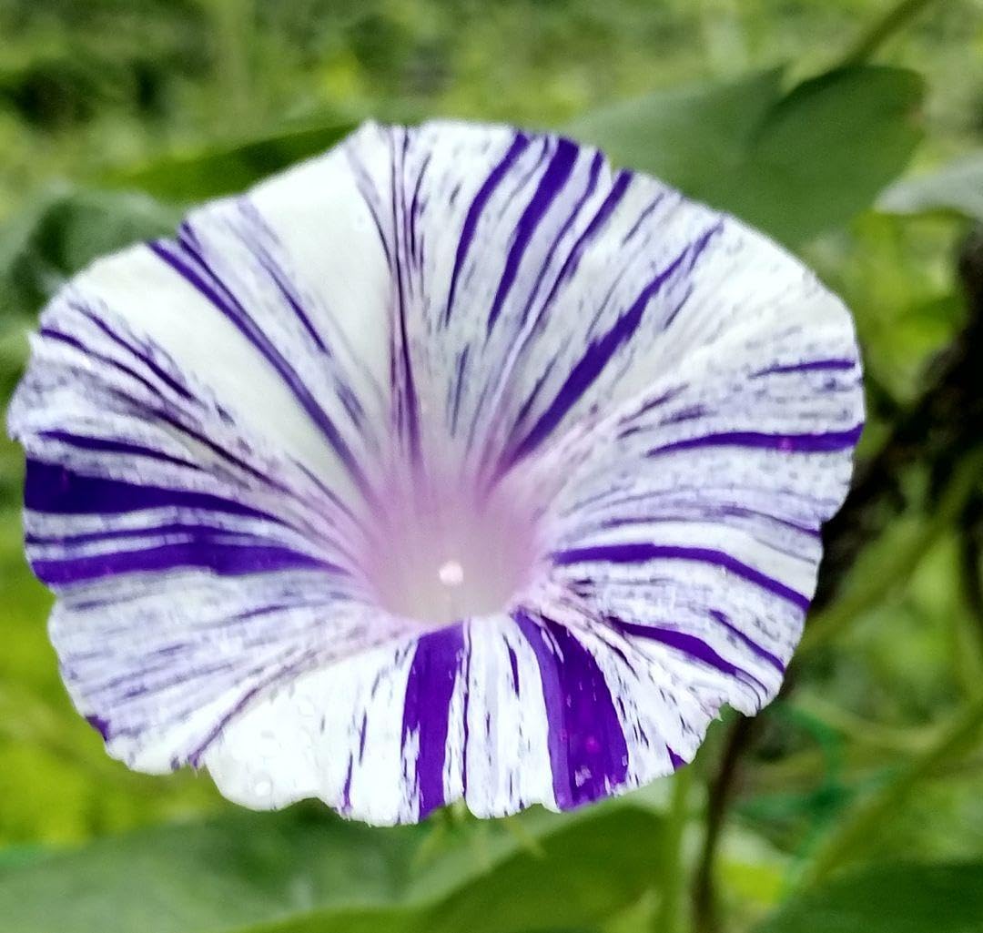 星朝顔の種50粒 星朝顔の種50粒 Amazon.co.jp: 朝顔の種 ミックス 50粒 : DIY・工具