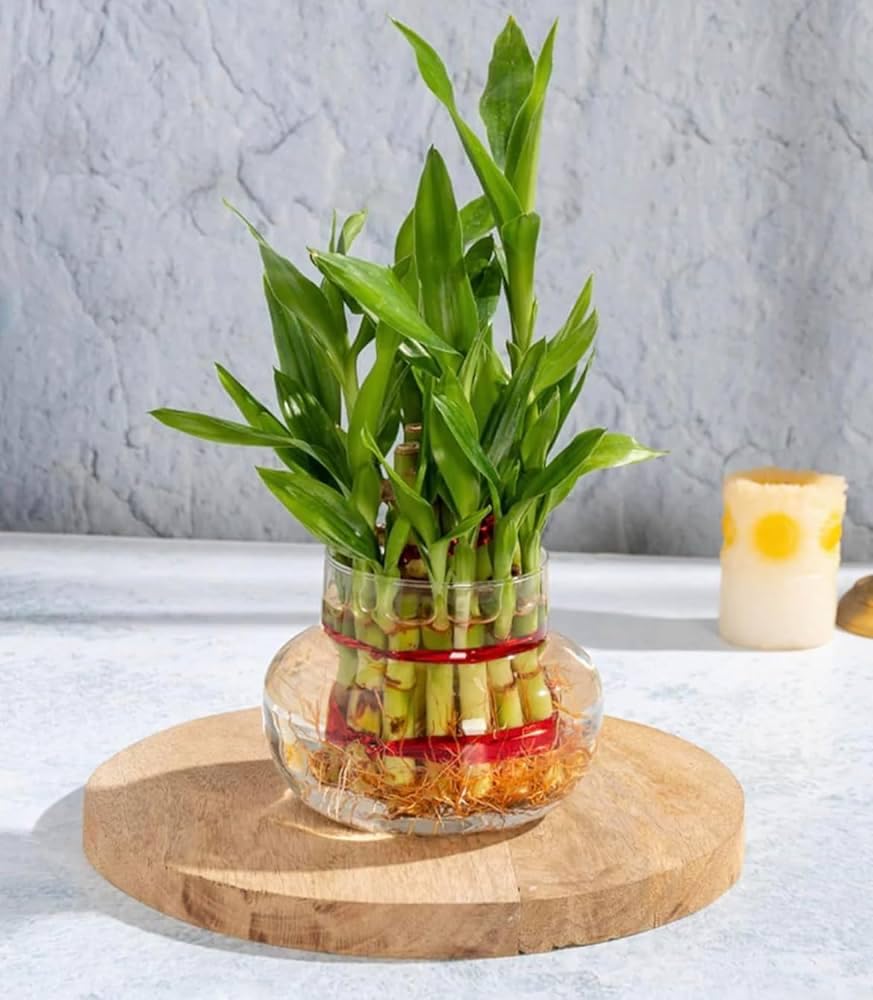 Dracaena sanderiana is a species of flowering plant in the family  Asparagaceae, native to Central Africa. : Amazon.in: Garden & Outdoors
