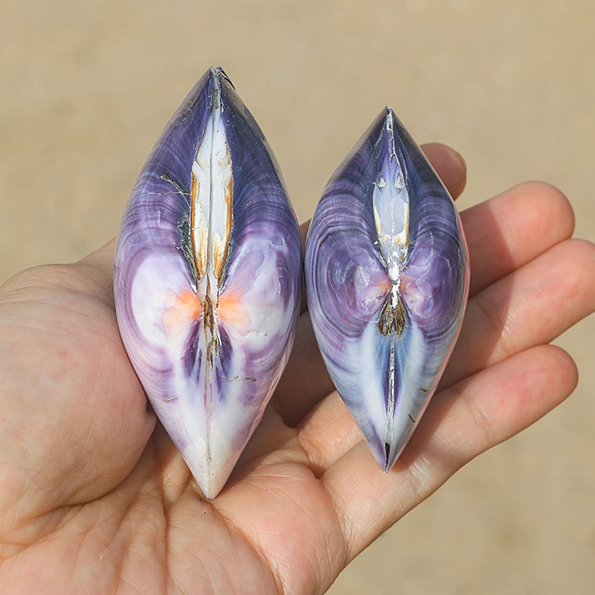 貝殻(沖縄の青い海の宝) ホラ貝蓋付 貝殻(沖縄の青い海の宝)ホラ貝 蓋付