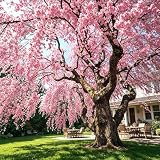 CarpetC 50+ Weeping Cherry Blossoms Seeds for Planting, Ornamental Tree with Cascading Branches, Non-GMO Heirloom for Specimen Plantings and Garden Outdoor