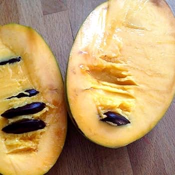 Amazon.co.jp: ITANSE ポポー2年生接木苗/5号ポット苗(品種