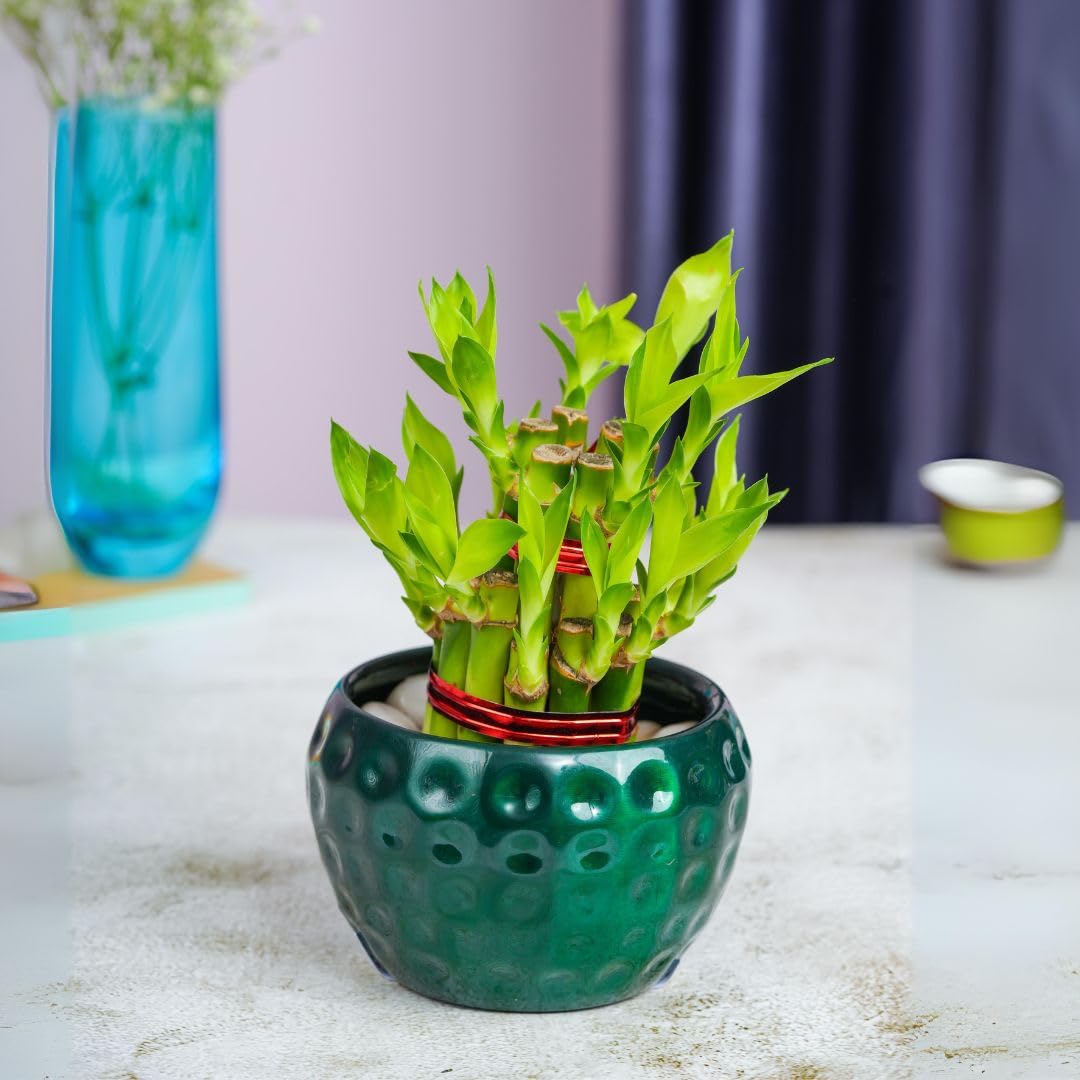 See full amazon price history chart for Floral Boutique 2 Layer Lucky Bamboo Plant with Metal Plant Pot, Live Indoor Plants for Living Room, Plant Stand for Balcony, Lucky Plants For Home Indoor Floral Boutique 2 Layer Lucky Bamboo Plant with Metal Plant Pot, Live Indoor Plants for Living Room, Plant Stand for Balcony, Lucky Plants For Home Indoor (B0DD8YTH3P) Amazon Price History, Amazon Price Tracker
