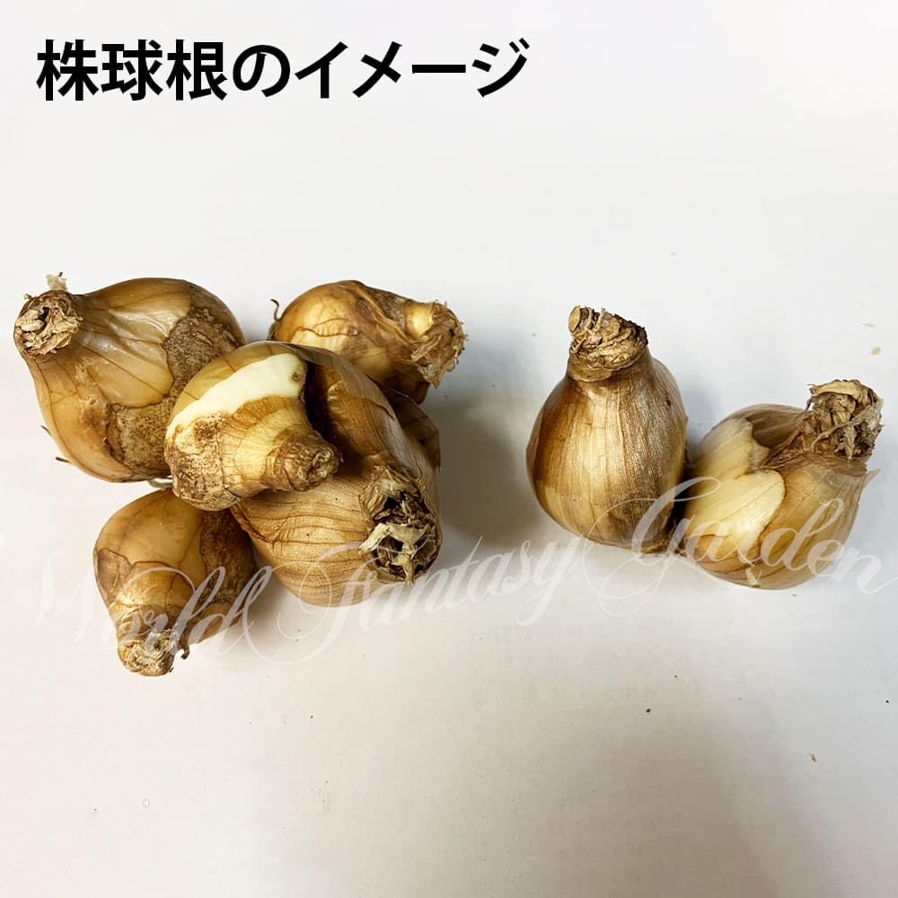 Amazon.co.jp: ハッピーガーデン 芽出し球根苗 ミニミニ水仙