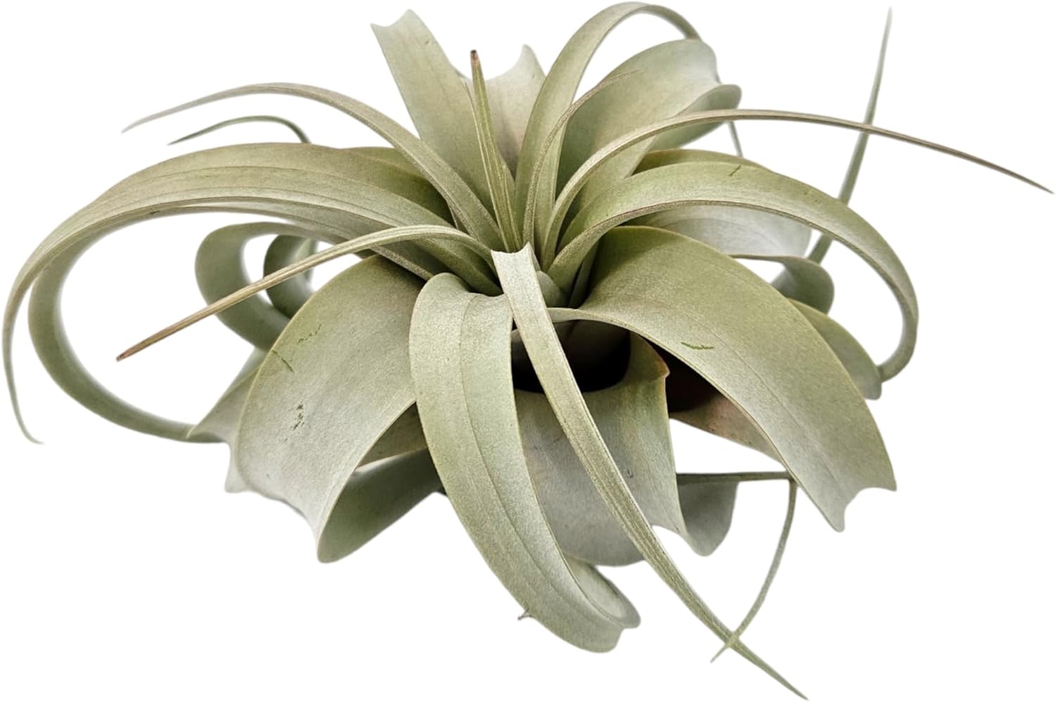 Tillandsia Air Plant Xerographica Large Indoor Exotic Houseplant - 30 Day Guarantee (Extra Large)