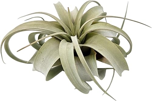 Miniatura 7 de Tillandsia Air Plant Xerographica Extra Grande - Soporte para plantas de aire sostenible colgante de bambú único
