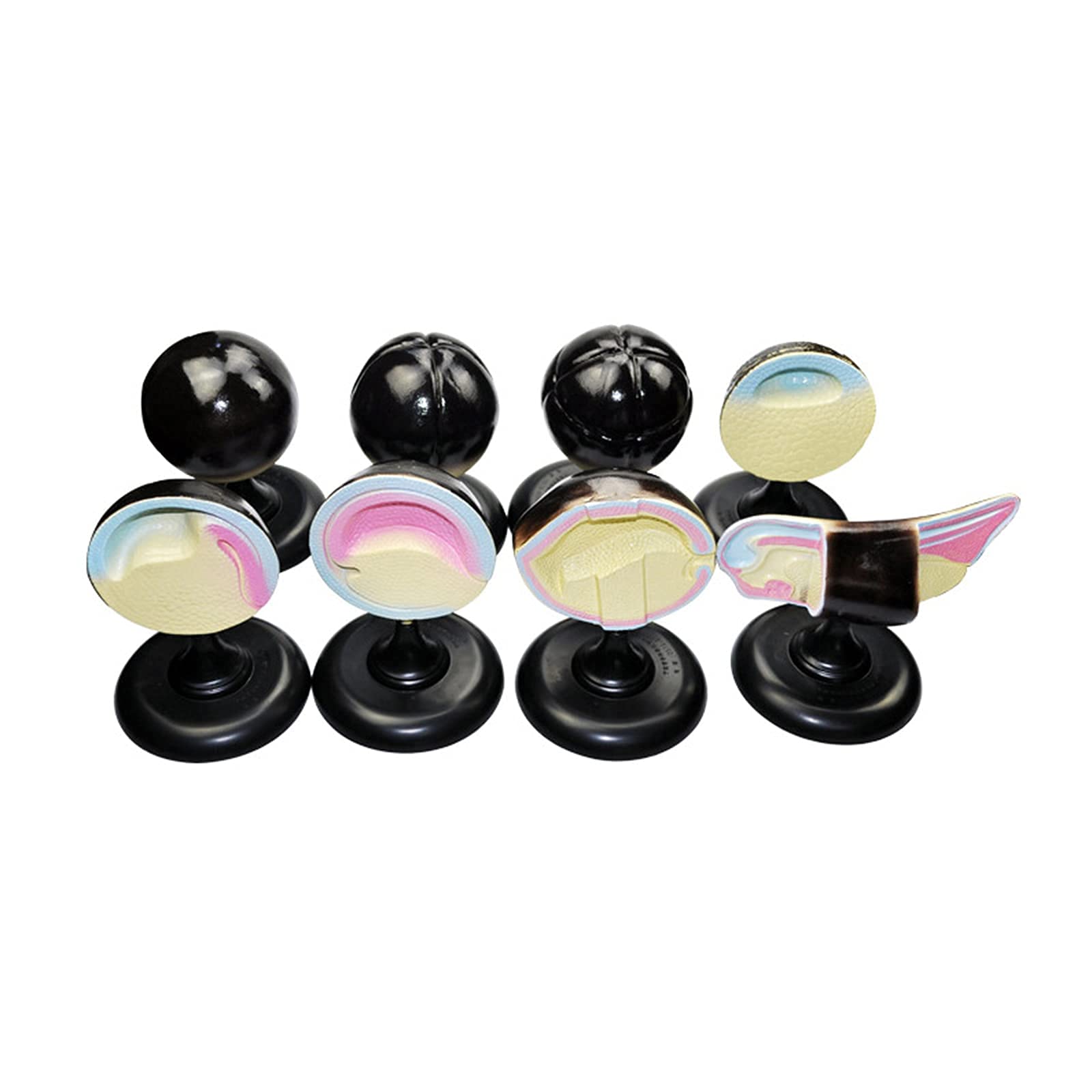 Buy Frog Embryo Development Model for Teaching and Learning Biology