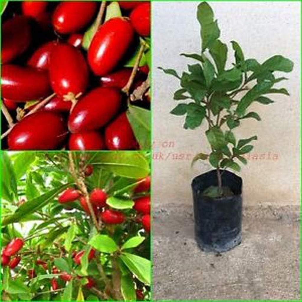 OhhSome Live Plant - Rare Miracle Berry/Miracle fruit Plant (1 Plant)