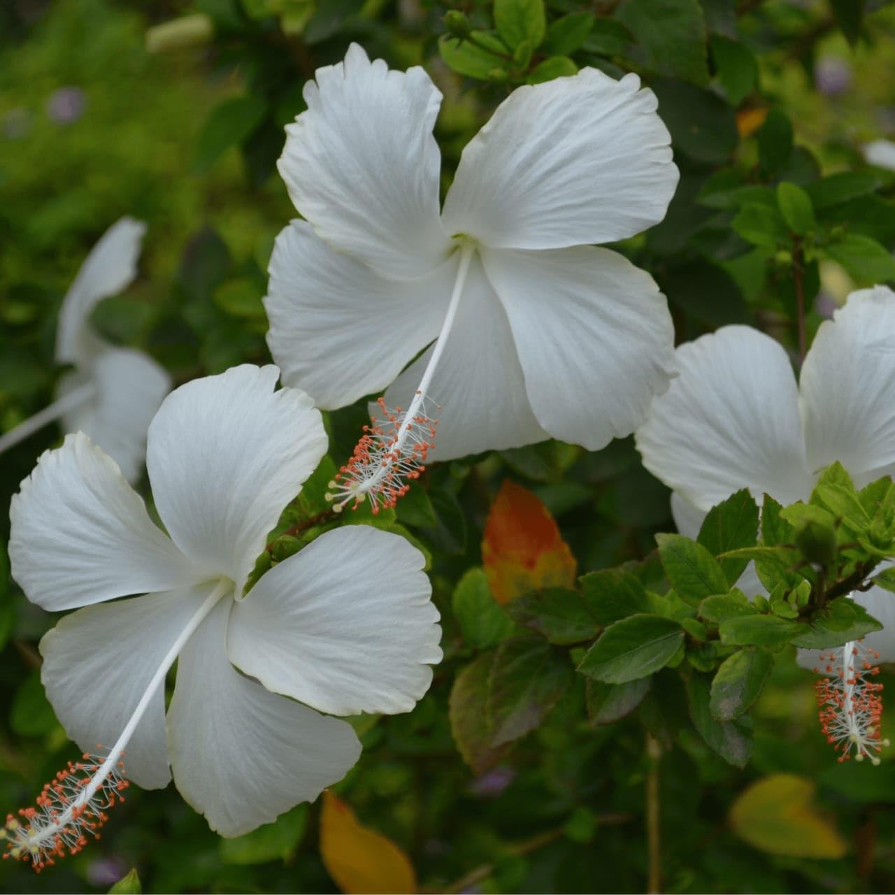 Temple Ceremonies & Outdoor Vibe – Desi White Joba Live Flower Plant with Pristine Petal Shapes (32 cm Tall) Resilient Outdoor Living Flora (1 Medium Size Healthy Live Plant)-image-2