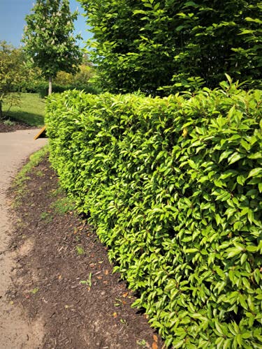 50 Portuguese Laurel Hedging Evergreen Plants Fast Growing Shrubs 25-40cm Potted Sunnyside Nurseries
