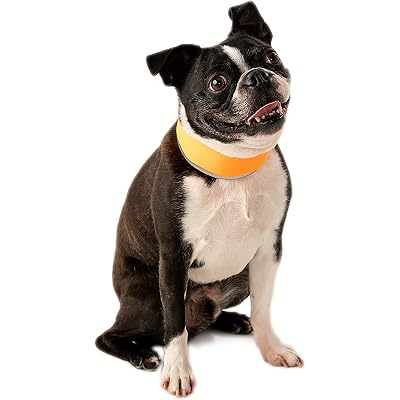 CoolerDog Hi-Vis Cooling Dog Collar for Small Dogs – Reflective Re-Freezable Ice Collar for Hot Weather & Heat Relief (Orange, Small)