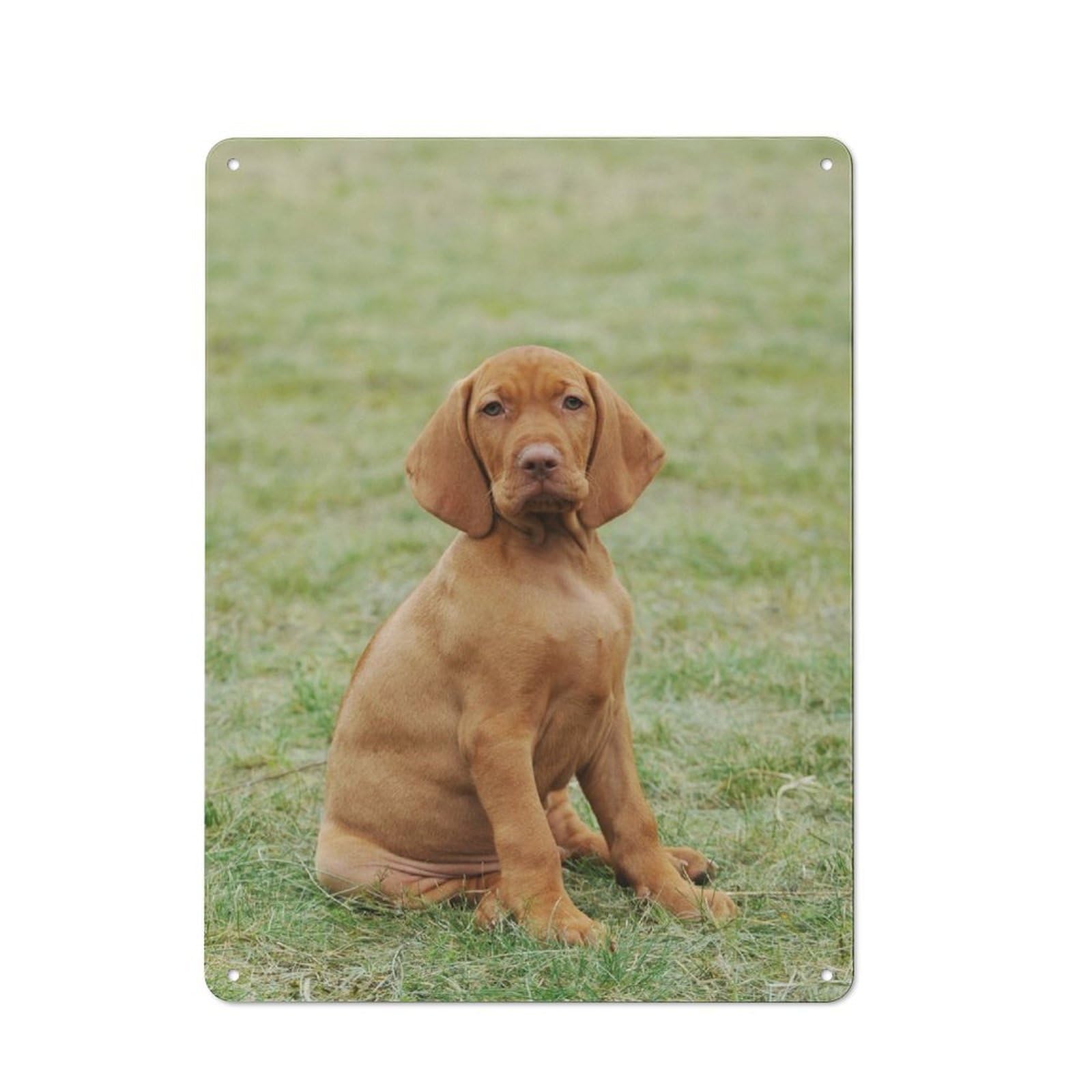 Junmoney Hungarian Vizsla Puppy Metal Sign 40X30cm With For Hallway Wall, Rustic Decor, Housewarming Present For People Styling Hallway