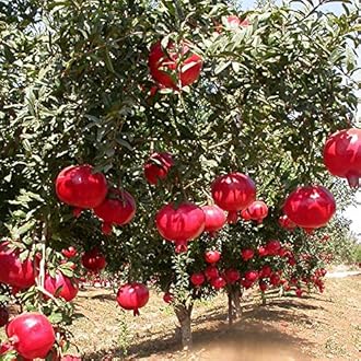 Mphmi Plants Pomegranate plant Bhagwa - Fruit Plants & Tree